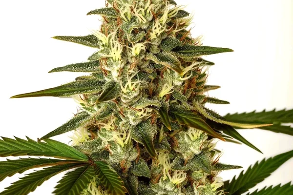 G13 x Nebula (Blimburn Seeds) – offizielles Produktbild