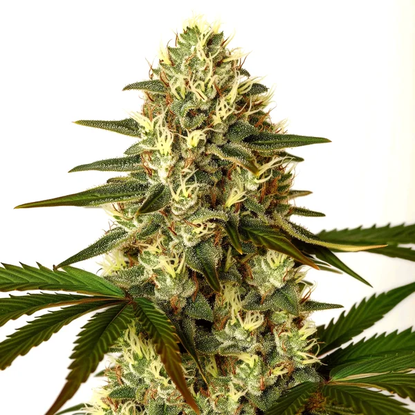 G13 x Nebula (Blimburn Seeds) – offizielles Produktbild