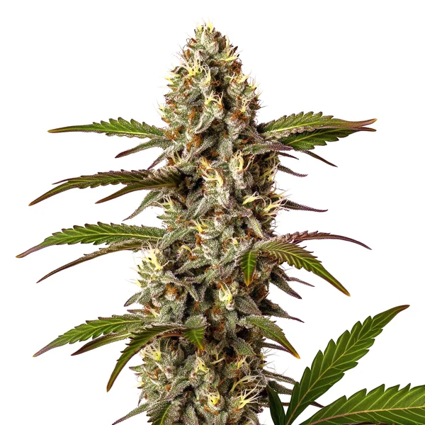 G13 x OG Kush (Blimburn Seeds) – offizielles Produktbild