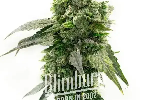 G13 Auto (Blimburn Seeds) – offizielles Produktbild