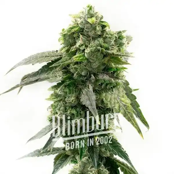 G13 Auto (Blimburn Seeds) – offizielles Produktbild