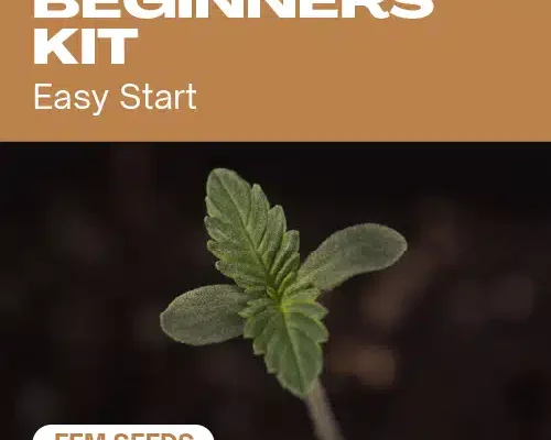 Anfängerpaket (Blimburn Seeds) – offizielles Produktbild