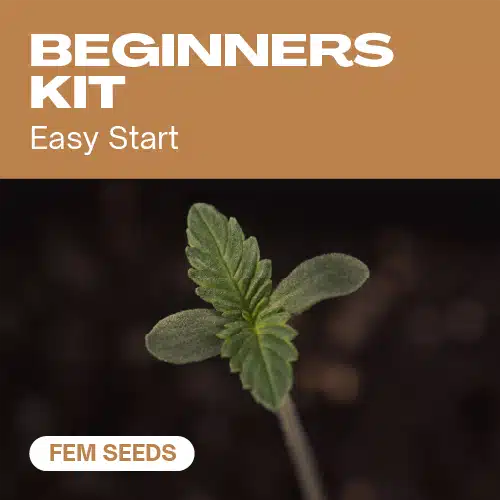 Anfängerpaket (Blimburn Seeds) – offizielles Produktbild