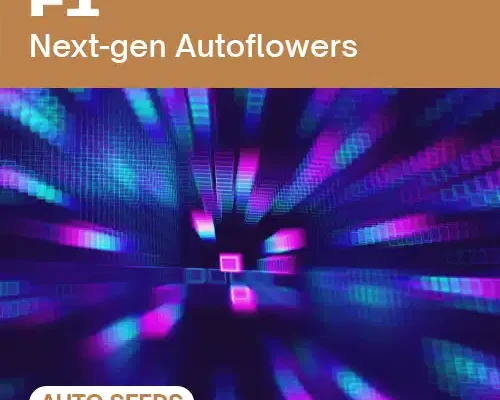 F1 AUTO (Blimburn Seeds) – offizielles Produktbild