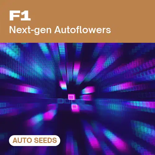 F1 AUTO (Blimburn Seeds) – offizielles Produktbild