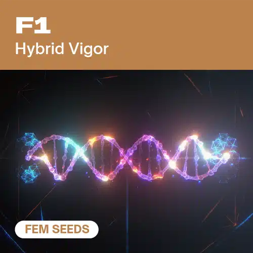 F1 FEM (Blimburn Seeds) – offizielles Produktbild