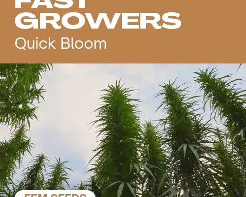 Fast-Growers (Blimburn Seeds) – offizielles Produktbild