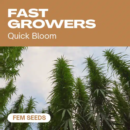 Fast-Growers (Blimburn Seeds) – offizielles Produktbild