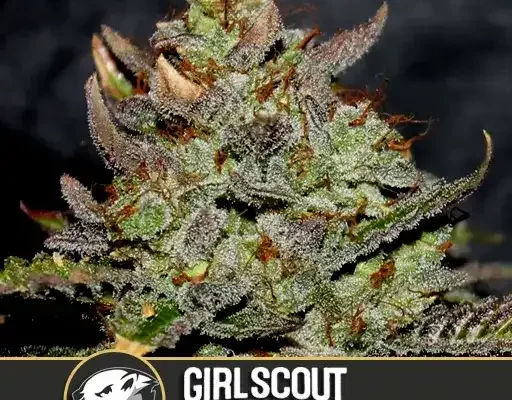 Girl Scout Cookies (Blimburn Seeds) – offizielles Produktbild
