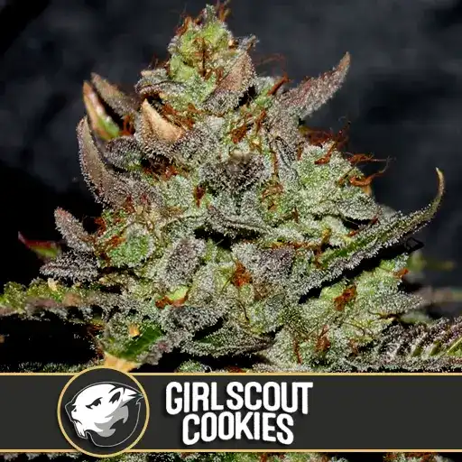 Girl Scout Cookies (Blimburn Seeds) – offizielles Produktbild