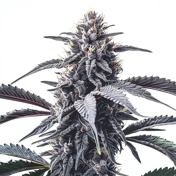 GMO Cookies (Blimburn Seeds) – offizielles Produktbild