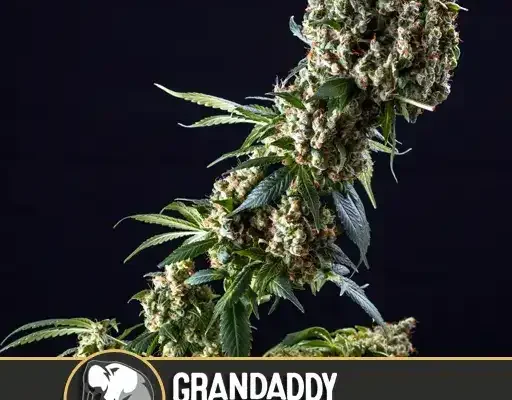 Granddaddy Purple (Blimburn Seeds) – offizielles Produktbild
