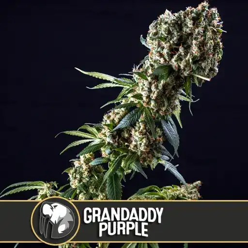 Granddaddy Purple (Blimburn Seeds) – offizielles Produktbild