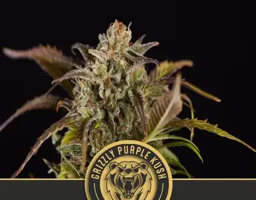 Grizzly Purple Kush (Blimburn Seeds) – offizielles Produktbild