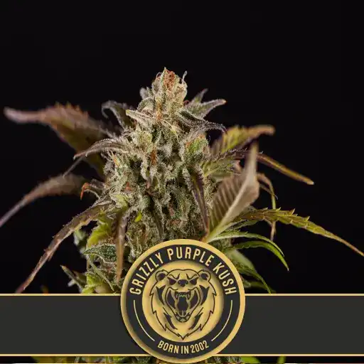 Grizzly Purple Kush (Blimburn Seeds) – offizielles Produktbild