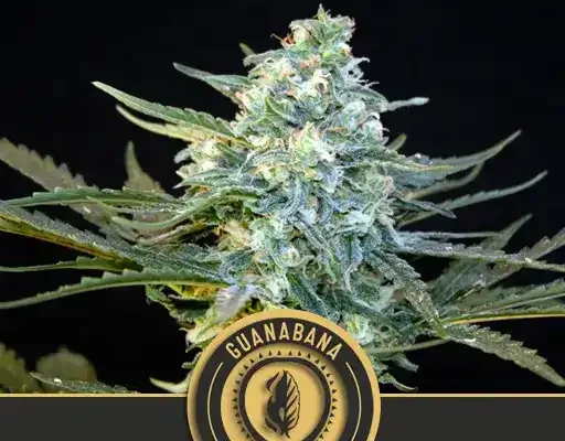 Guanabana (Blimburn Seeds) – offizielles Produktbild