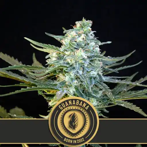 Guanabana (Blimburn Seeds) – offizielles Produktbild