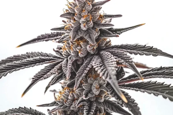 Gas Burzt (Blimburn Seeds) – offizielles Produktbild