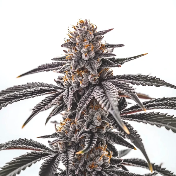 Gas Burzt (Blimburn Seeds) – offizielles Produktbild