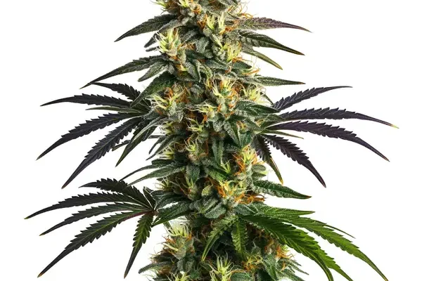 Gelato FBV (Blimburn Seeds) – offizielles Produktbild