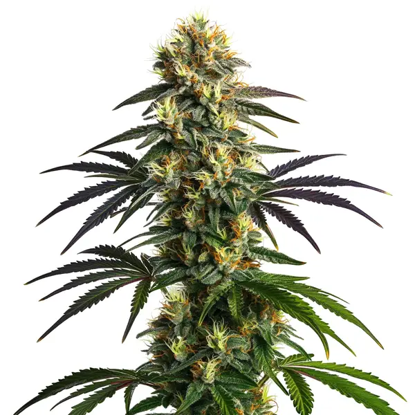 Gelato FBV (Blimburn Seeds) – offizielles Produktbild