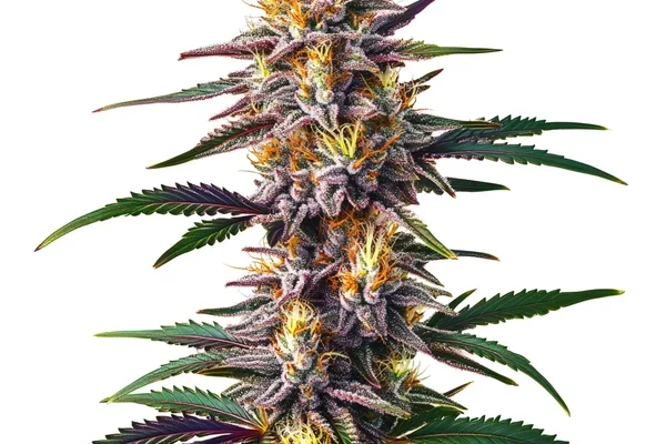 Gelato Schnellversion (Blimburn Seeds) – offizielles Produktbild
