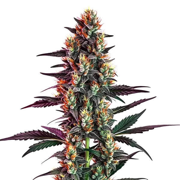 Gelato Reguläre (Blimburn Seeds) – offizielles Produktbild
