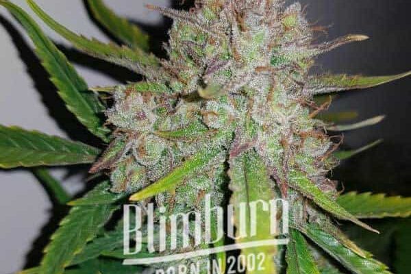Gelato x Face OFF (Blimburn Seeds) – offizielles Produktbild