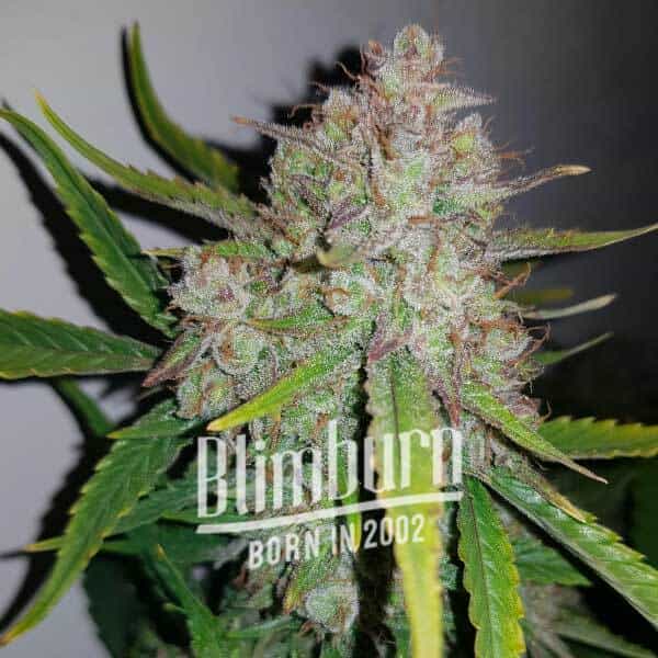 Gelato x Face OFF (Blimburn Seeds) – offizielles Produktbild