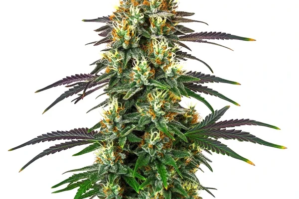 Gelato x Kosher Kush (Blimburn Seeds) – offizielles Produktbild