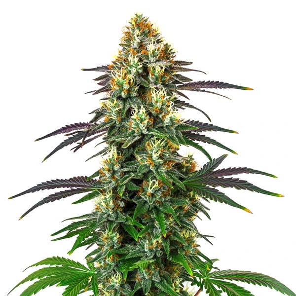 Gelato x Kosher Kush (Blimburn Seeds) – offizielles Produktbild