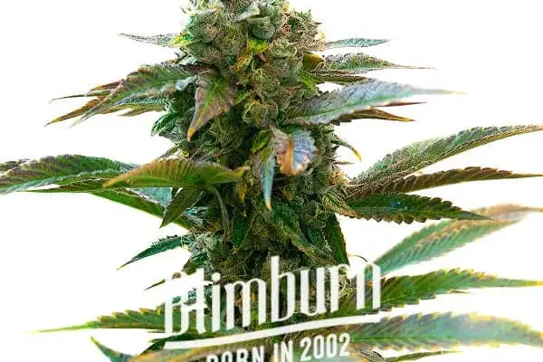 Gelato x London Pound Cake (Blimburn Seeds) – offizielles Produktbild