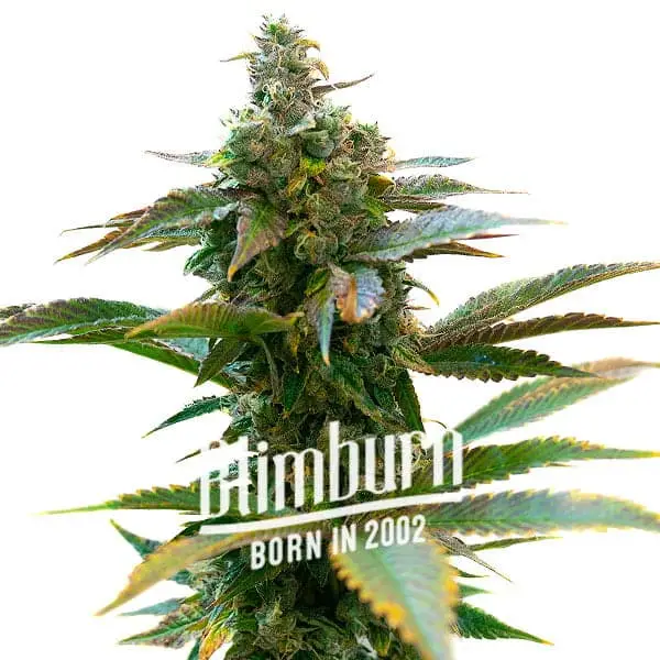 Gelato x London Pound Cake (Blimburn Seeds) – offizielles Produktbild