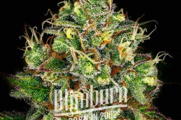 Gelato x Rosetta Stone (Blimburn Seeds) – offizielles Produktbild