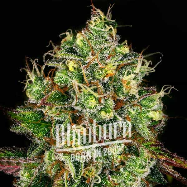 Gelato x Rosetta Stone (Blimburn Seeds) – offizielles Produktbild