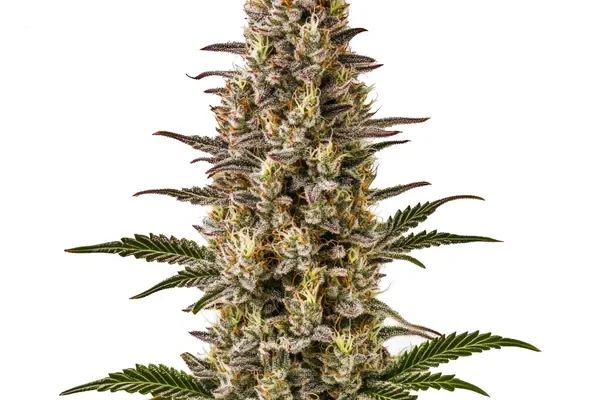 Gelonade (Blimburn Seeds) – offizielles Produktbild