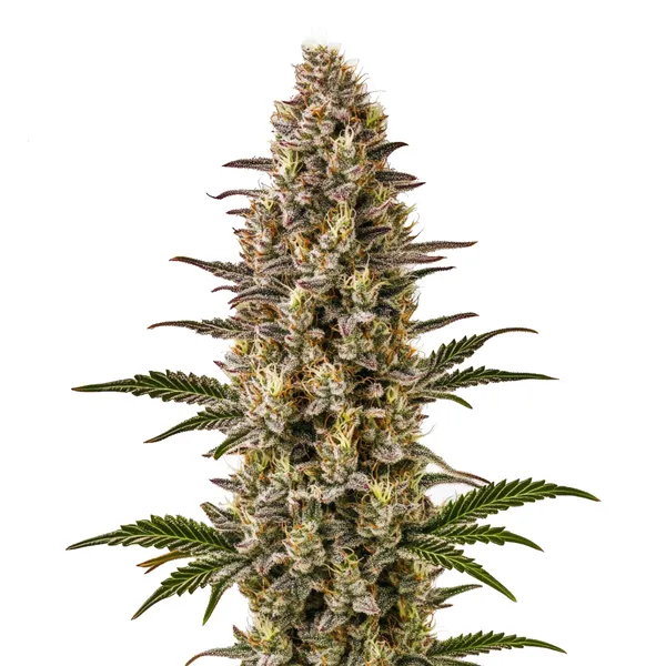Gelonade (Blimburn Seeds) – offizielles Produktbild