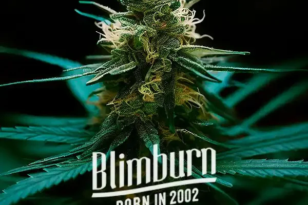 Ghost OG Chemdog Auto (Blimburn Seeds) – offizielles Produktbild