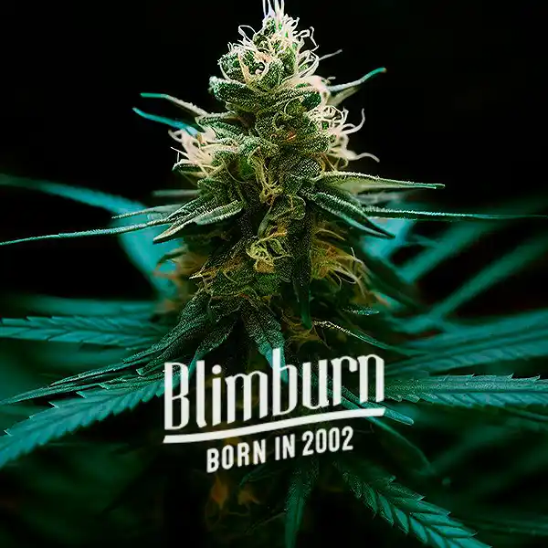 Ghost OG Chemdog Auto (Blimburn Seeds) – offizielles Produktbild