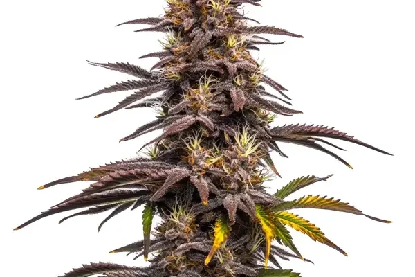 Ghost Train Haze x Pellezino (Blimburn Seeds) – offizielles Produktbild