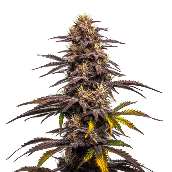 Ghost Train Haze x Pellezino (Blimburn Seeds) – offizielles Produktbild
