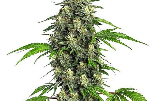 Girl Scout Cookies Schnellversion (Blimburn Seeds) – offizielles Produktbild
