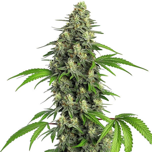Girl Scout Cookies Schnellversion (Blimburn Seeds) – offizielles Produktbild