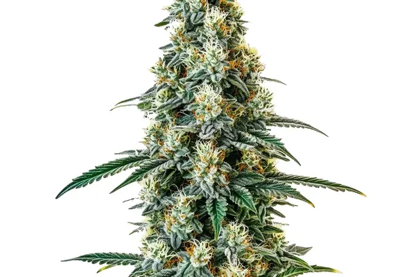 Girl Scout Cookies Regular (Blimburn Seeds) – offizielles Produktbild
