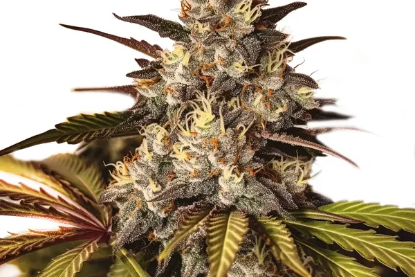 Girl Scout Cookies x Do-Si-Dos (Blimburn Seeds) – offizielles Produktbild