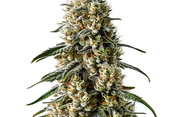 Girl Scout Cookies x Jack Herer (Blimburn Seeds) – offizielles Produktbild