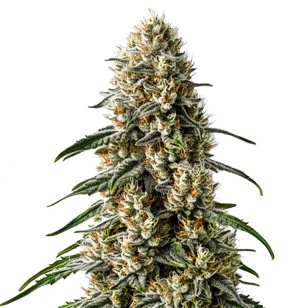 Girl Scout Cookies x Jack Herer (Blimburn Seeds) – offizielles Produktbild