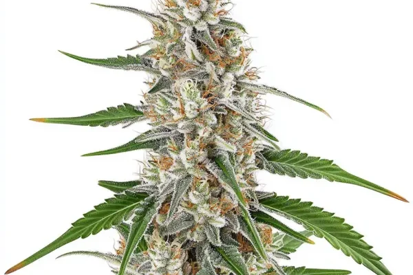 Girl Scout Cookies x OG Kush Regulär (Blimburn Seeds) – offizielles Produktbild