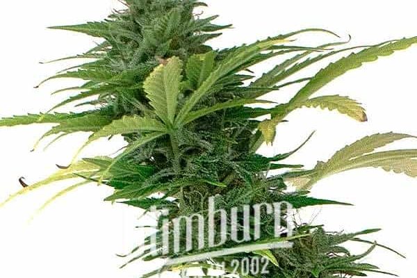 Girl Scout Cookies x Somango Auto (Blimburn Seeds) – offizielles Produktbild