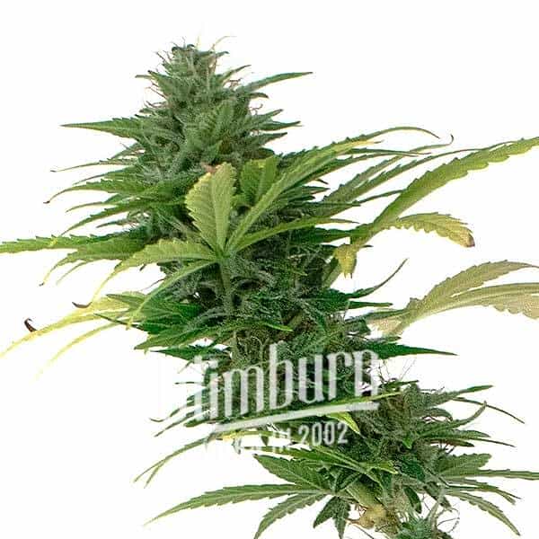 Girl Scout Cookies x Somango Auto (Blimburn Seeds) – offizielles Produktbild